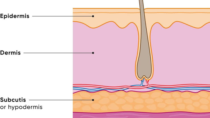 Structure of the skin (Epidermis, Dermis, Hypodermis)