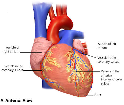 Figure: Superficial heart anatomy (anterior view) showing major vessels, chambers, and coronary sulci