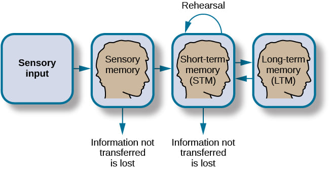 Figure: The Atkinson-Shiffrin information-processing model showing the flow from sensory input to long-term memory