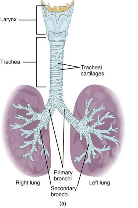 Figure: The Trachea and Bronchial Tree showing tracheal cartilages, primary, and secondary bronchi