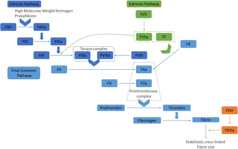 Figure: The coagulation cascade showing intrinsic, extrinsic, and common pathways with all clotting factors
