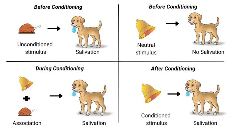 Figure: The four stages of Pavlov's classical conditioning: (1) food produces unconditioned salivation; (2) the bell alone produces no salivation; (3) bell paired repeatedly with food; (4) the bell alone now produces conditioned salivation.
