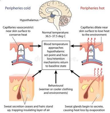 Figure 1: Thermoregulation — Sweat gland activation and vasodilation in heat vs vasoconstriction and piloerection in cold