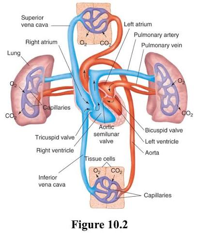 Types of circulation (Pulmonary, Systemic, Fetal)