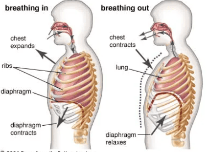 breathing mechanism