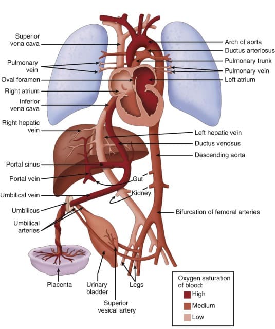 Figure: Full anatomical illustration of fetal circulation showing heart, lungs, liver, placenta, and umbilical vessels with blood mixing