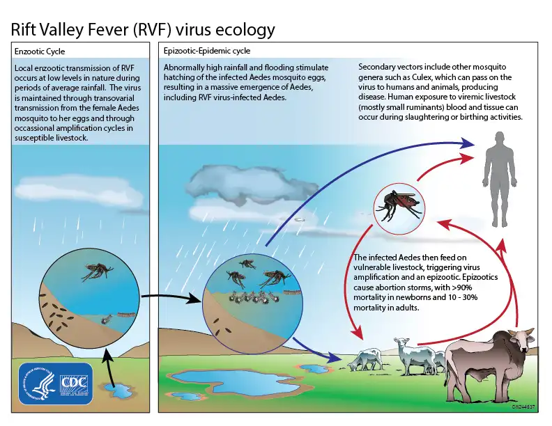 rift valley fever