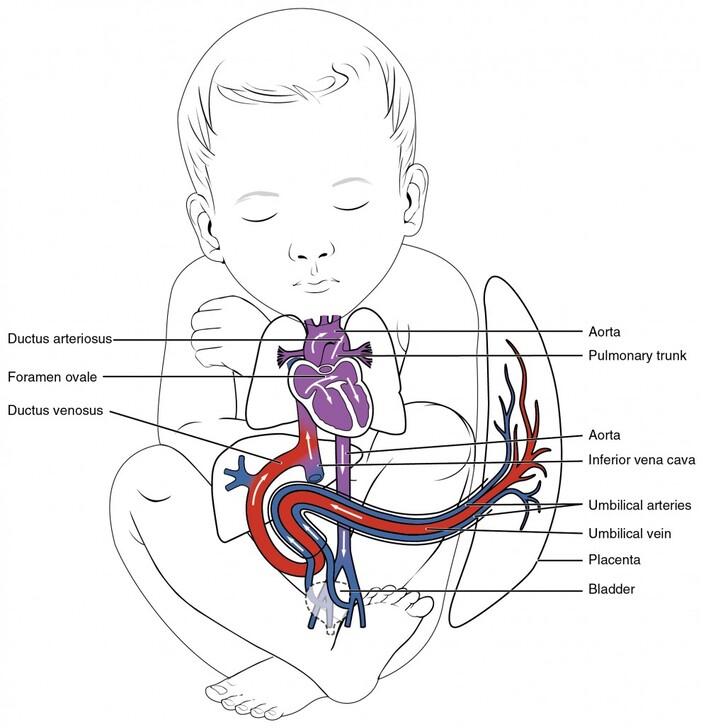 Figure: Illustration showing the three shunts: ductus venosus, foramen ovale, and ductus arteriosus, plus umbilical vessels