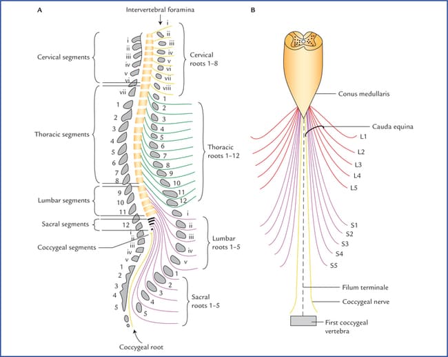 Spinal cord and vertebral column relationship