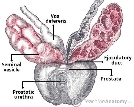 Seminal Vesicles Diagram