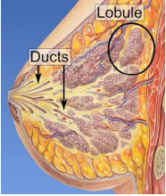 Anatomical architecture of human mammary gland