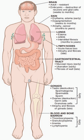 Anatomical diagram mapping the timeline of acute and late morphologic consequences of whole-body radiation
