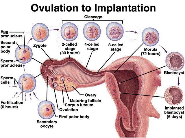 Fertilization, Cleavage, and Implantation Timeline