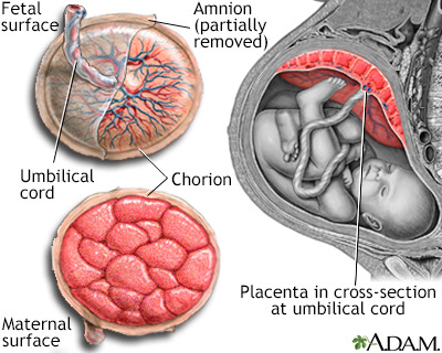 Placental Structure and Cross Section Diagram