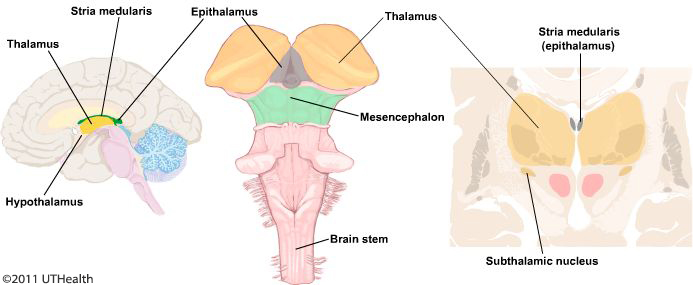 Anatomical relations of the thalamus to surrounding neural structures
