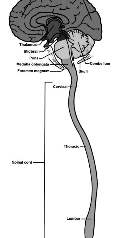 Anatomy of The Brain and spinal cord