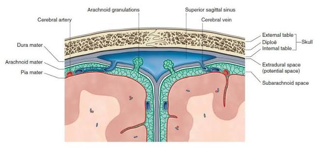 Meningeal Layers and Meningeal Spaces of the Cranial Vault