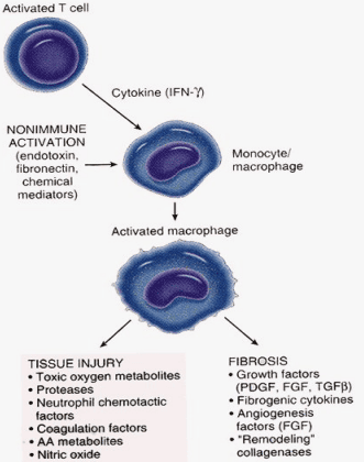 Bifurcated pathways of macrophage activation leading to tissue injury or wound healing