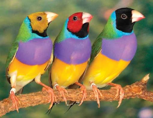 Biological Polymorphism in Gouldian Finches