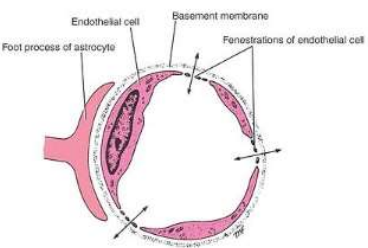 Capillary Ultrastructure in Circumventricular Organs Lacking Blood-Brain Barrier