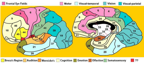 Brodmann Cytoarchitectural Areas Map