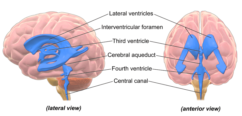 Corrosion Cast and Schematic of Ventricular Cavities