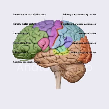 Cerebrum & Functional Areas