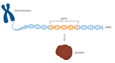 Chromosomal Gene Locus and Protein Expression Pathway