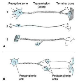 Neuronal Morphology and Autonomic Synaptic Circuitry