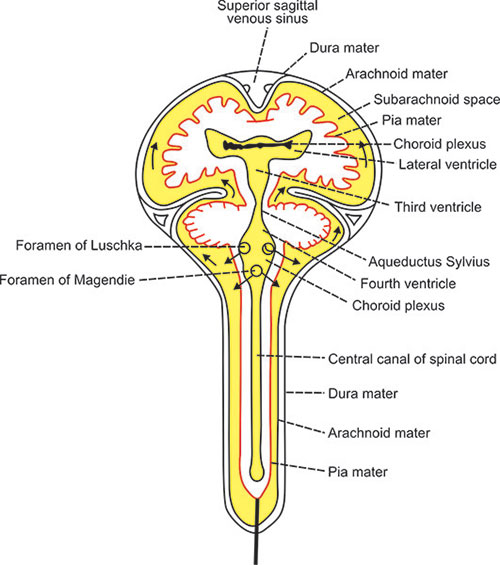 Comprehensive Diagram of Cerebrospinal Fluid Flow and Resorption
