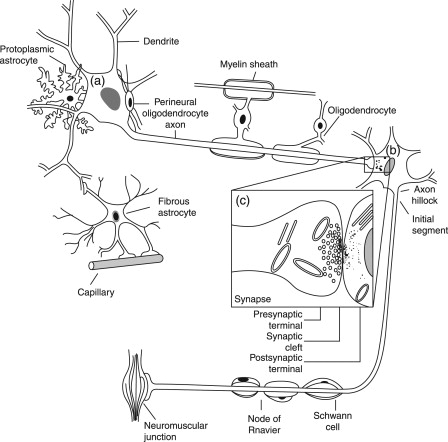 Comprehensive Diagram of Multipolar Neuron Ultrastructure