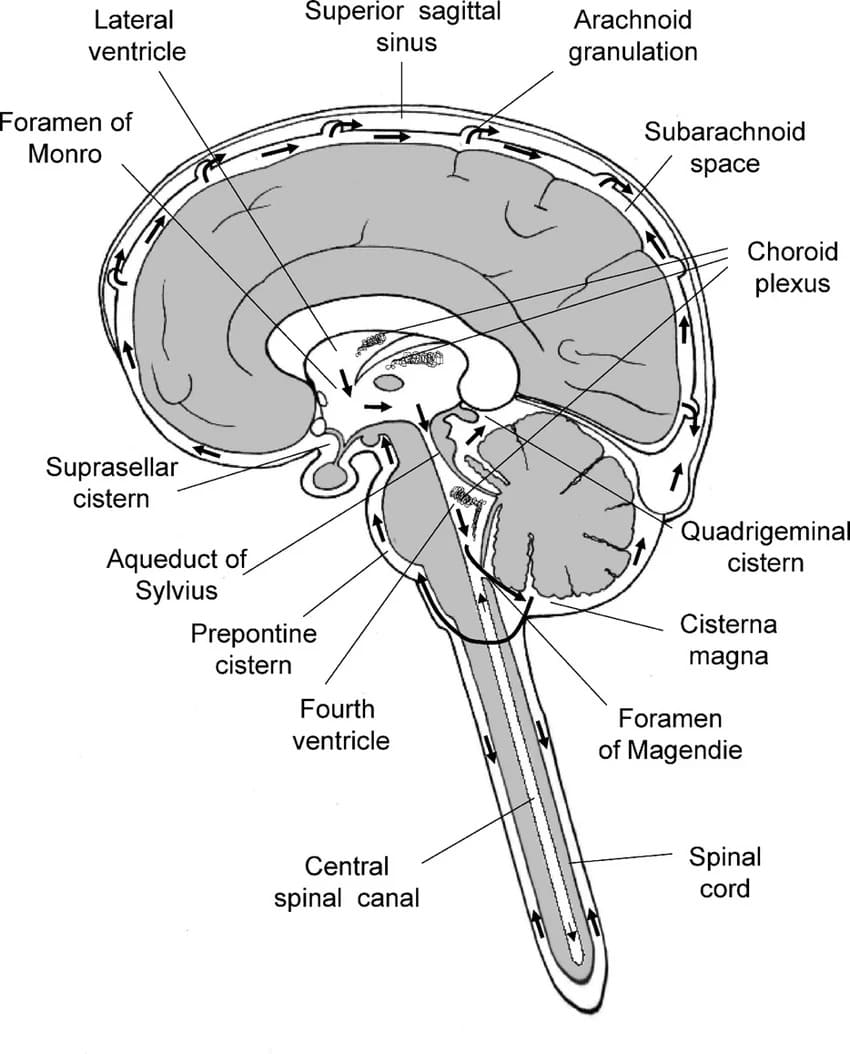 Circulation and Cisternal Topography of Craniospinal Axis