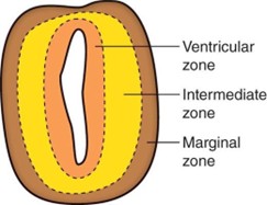 Concentric layers of early neural tube