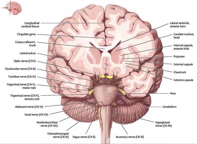Coronal brain sections showing caudate nucleus and internal capsule