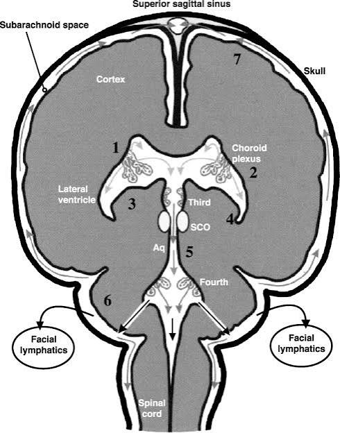Cross Sections of Choroid Plexus in Third and Lateral Ventricles