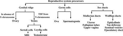 Reproductive system precursors diagram