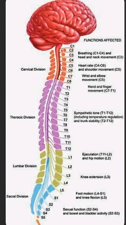 Functional Segmental Topography of the Spinal Cord and Encephalon