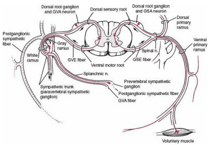 Spinal cord segment and functional nerve components