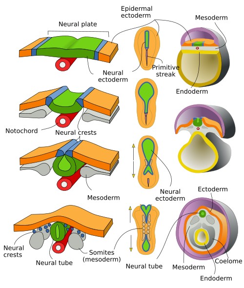 Development of the CNS