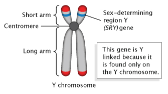 Y Chromosome and SRY Gene Diagram