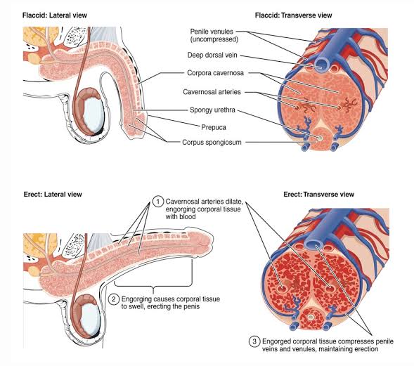 Penile Erection Hemodynamics Diagram