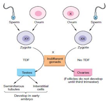 Determination of chromosomal sex and development of embryonic gonads