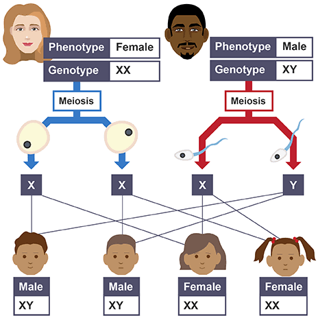 Sex Determination in Humans Flowchart