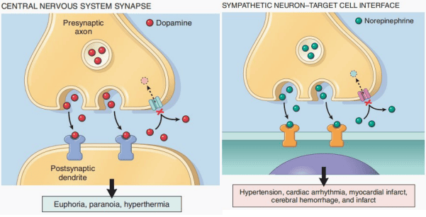 Diagram illustrating the synaptic mechanism of cocaine blockade of monoamine reuptake transporters in CNS and peripheral nerve terminals