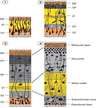 Histogenesis of cerebral cortex layers