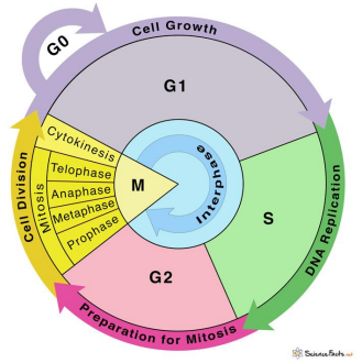 Diagram of eukaryotic cell cycle showing G0, G1, S, G2, and M phases