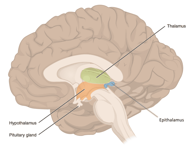 Schematic anatomical relations of the diencephalon and midbrain