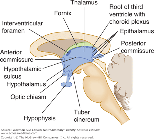 Diencephalon