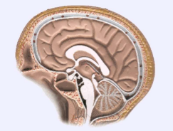 Diffuse Axonal Injury Biomechanics