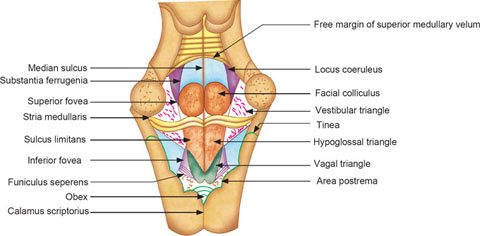 Dorsal View of Rhomboid Fossa / Floor of Fourth Ventricle